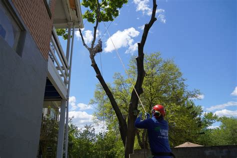 Tree Climbers Elevated Tree Care Trafford Pa