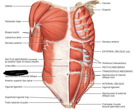 Muscles Of The Abdomen And Ribs Laminated Anatomy Chart Ph