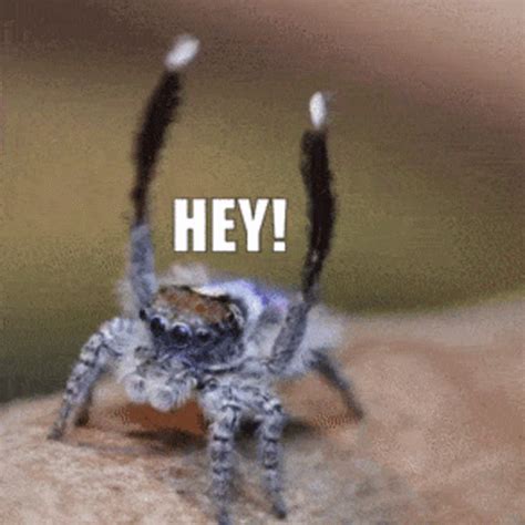 Jumping Spider Wave GIF Jumping Spider Wave Hey Discover Share GIFs
