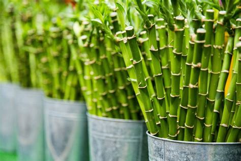 Bamboo Plants Benefits Uses And Growing Guide For The Home — Sivana