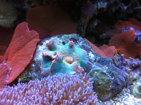 Picture Of The Week Vibrant Mushroom Coral Aquanerd