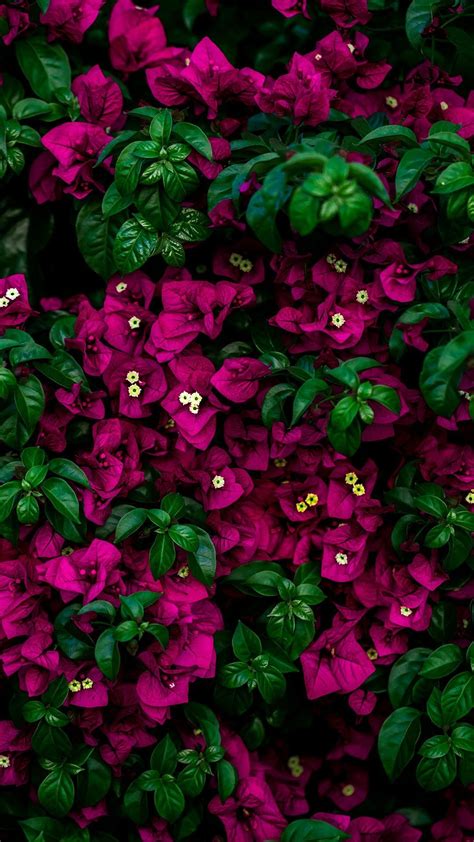 Amoled Floral 4k Mobile Wallpapers Wallpaper Cave
