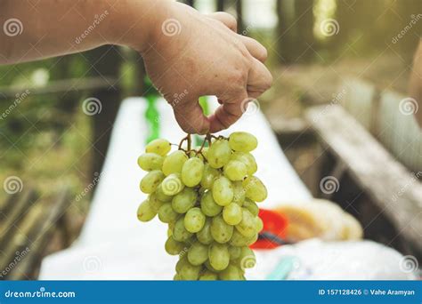 Man Hand Green Grapes Stock Photo Image Of Harvest 157128426