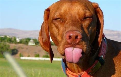 Dog Sticking Out Tongue Funny Pictures Of Animals