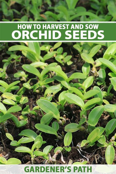 How To Propagate Orchids From Seed Gardeners Path