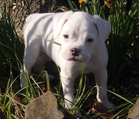 Find boxer puppies for sale. Cute Puppy Dogs: White Boxer Puppies