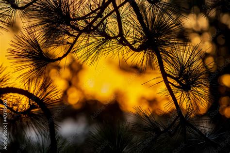 Sunrise Through Pines Stock Photo Adobe Stock