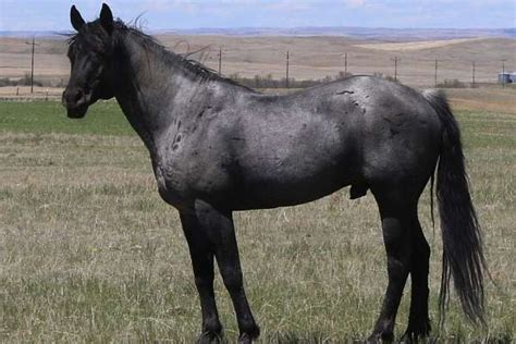 True Blue Roan Stallion Standing In Eastern Montana