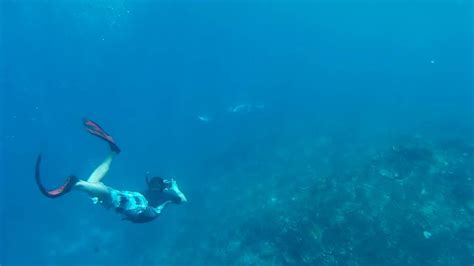 Giant Manta Ray At Manta Point Nusa Penida Youtube