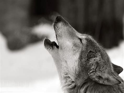 Download all photos and use them even for commercial projects. Wolf Howling Wallpaper (67+ images)