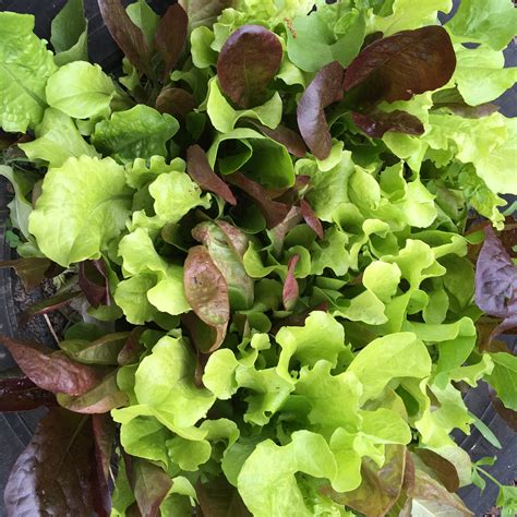Lettuce Mix White Harvest Seed Company
