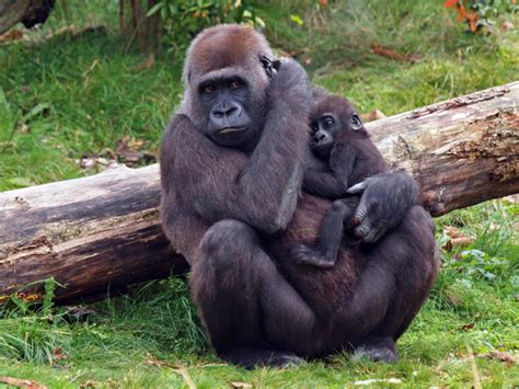 20 Adorable Baby Gorillas Youll Wish You Could Adopt Sheknows