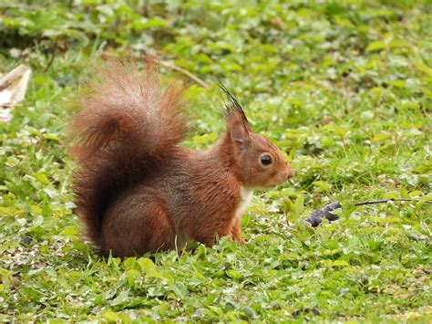 Brown Squirrel On Green Grass During Daytime Photo Free Squirrel
