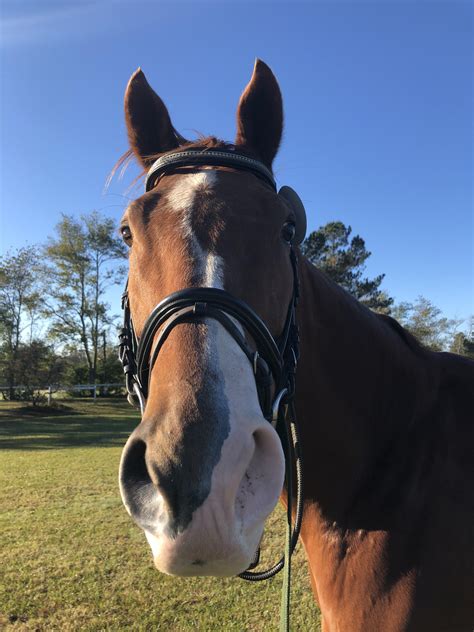 Several quality horses for sale : « Sport Horse Nation