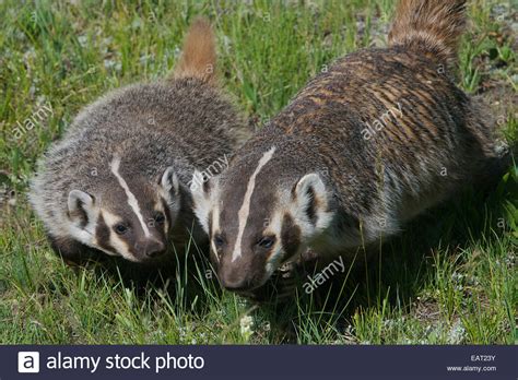 Baby Badger Stock Photos And Baby Badger Stock Images Alamy