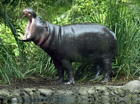 Pygmy Hippopotamus Melbourne Zoo Gallery Pygmy Hippopotamus