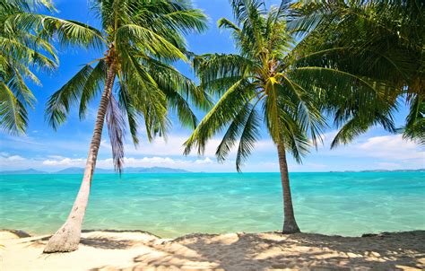 Wallpaper Sand Sea Beach Palm Trees Shore Summer