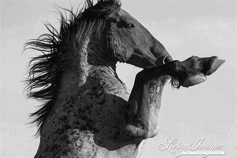 Wild Horse Photography Wild Roan Stallion Pryors Print Etsy