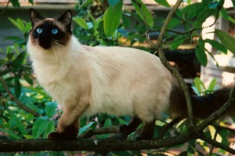Balinese Cat Breed A Beautiful And Exotic Furball Of Energy
