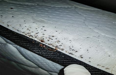 Bed Bug Signs Check For Common Symptoms Integrum
