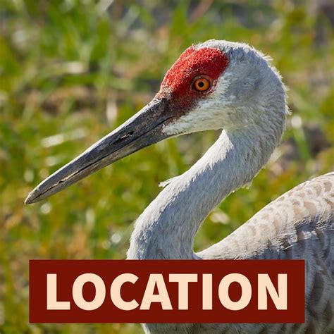 About Sandhill Cranes Michigan Audubon