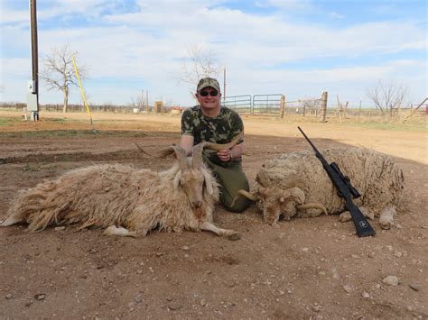 Exotic Sheep Hunt Of Texas