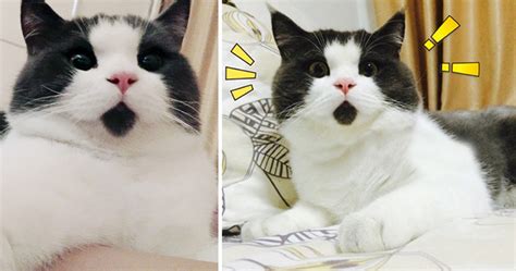 Meet The Omg Cat The Feline Who Is Always Surprised Bored Panda