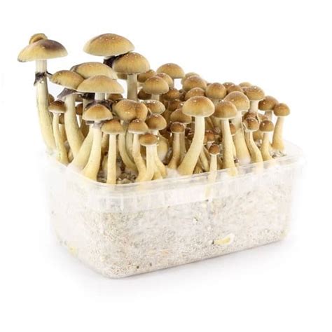 Magic Mushroom Grow Kit Buy Magic Mushrooms