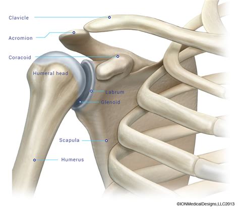 Shoulder Bone Anatomy Diagram Shoulder And Arm Atlas Of Anatomy 14