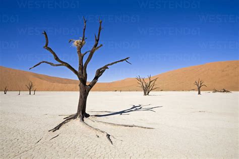 Africa Namibia Deadvlei Dead Trees In The Desert Stock Photo