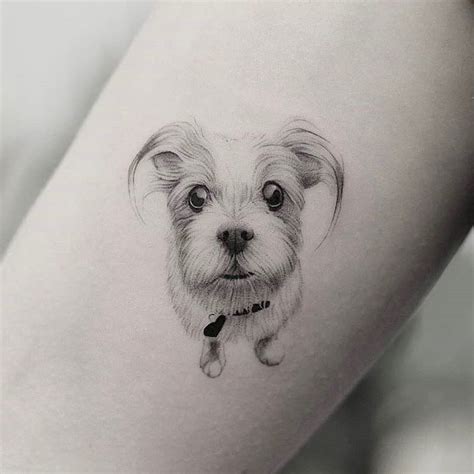 Maltese Dog Tattoo Designs Girlandboypicturewallpaper