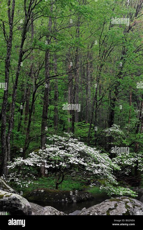 Spring Dogwoods In Bloom Along The Middle Prong Of The Little River In