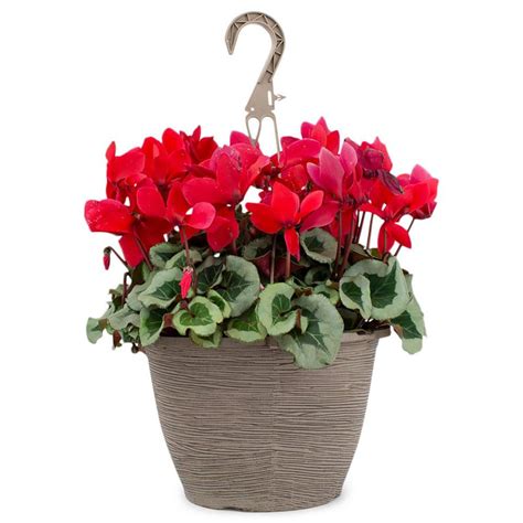 Vigoro 18 Gal Cyclamen Plant Red Flowers In 11 In Hanging Basket