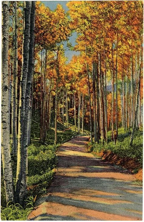 Aspens Along Road Rocky Mountains Colorado Vintage Postcard Etsy