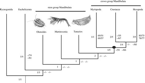 Arthropoda Phylum Tree