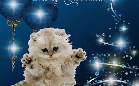Merry Christmas Cat Christmas Wallpaper 16093729 Fanpop