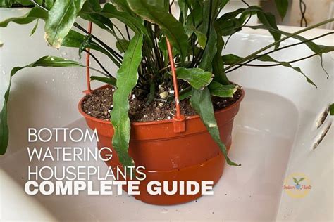 Bottom Watering Houseplants The Complete Guide Indoor Plants For