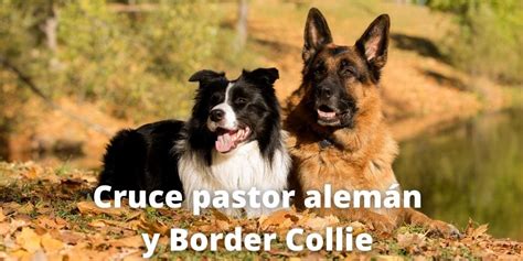 Cruce De Pastor Alemán Y Border Collie Pastor Alemán