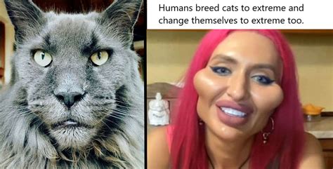 Humans Breed Cats To Extreme And Change Themselves To An Extreme Too