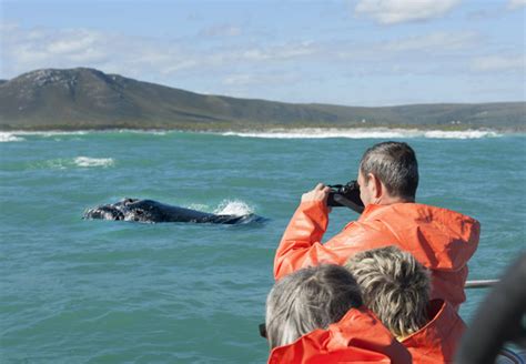 South Africa Whale Watching
