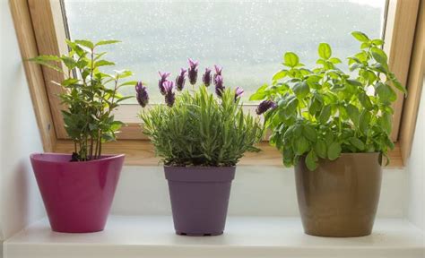 How To Care For Lavender Indoors 9 Essential Tips Smart Garden Guide