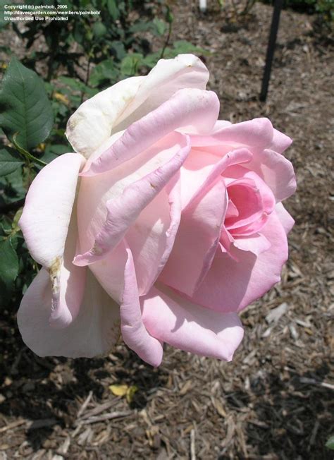 Plantfiles Pictures Hybrid Tea Rose Michele Meilland Rosa By Palmbob