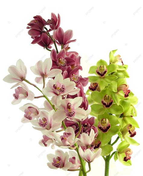 Bunches Of Orchids Orchid Flora Blooming Photo Background And Picture