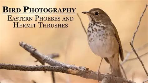 Bird Photography Eastern Phoebes And Hermit Thrushes Techniques