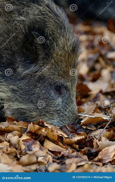 Wild Boar In The Forest Stock Photo Image Of Eyes Feed 124782274