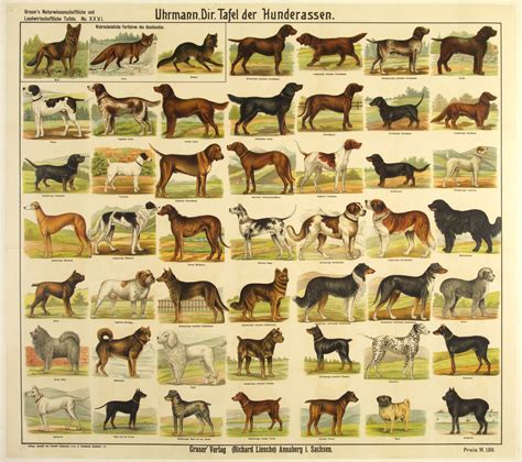 An Old Poster Shows Different Breeds Of Dogs In Various Colors And