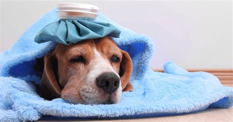 If Your Dog Experienced Any Of These 10 Symptoms Take Them To The Vet