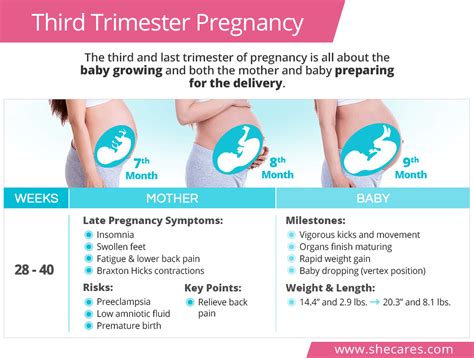 Third Trimester Pregnancy Shecares