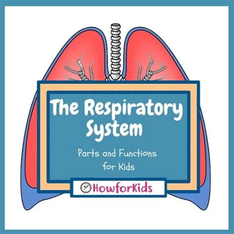 Respiratory System Parts And Functions For Kids Howforkids
