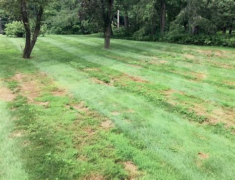 Chinch Bug Lawn Damage • Chippers Inc